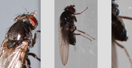 Drosophila sp.
